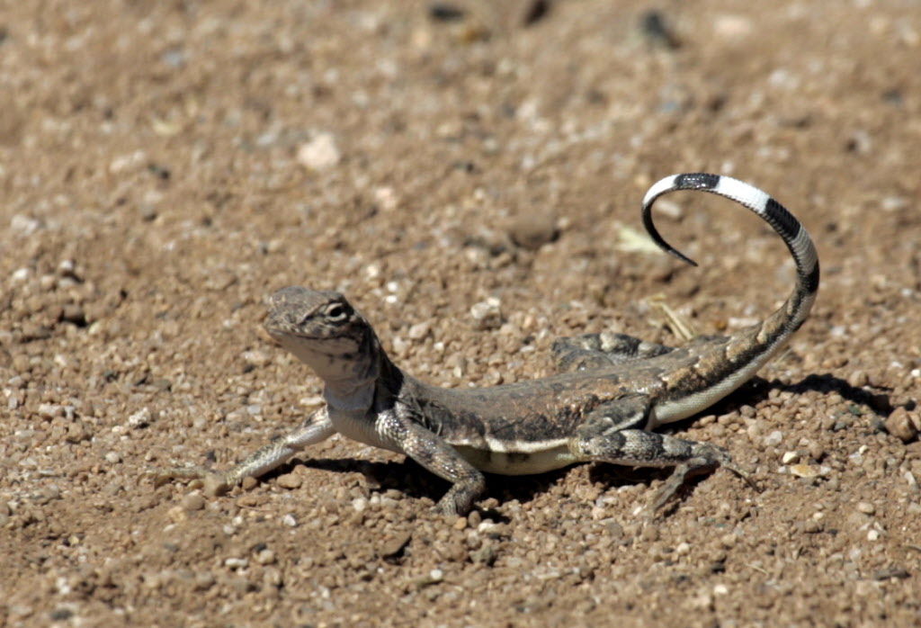 Lizard